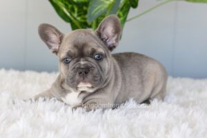 Image of Indigo, a French Bulldog puppy