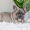 Image of Indigo, a French Bulldog puppy