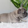 Image of Indigo, a French Bulldog puppy