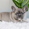 Image of Indigo, a French Bulldog puppy