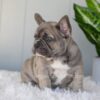 Image of Indigo, a French Bulldog puppy