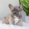 Image of Indigo, a French Bulldog puppy