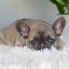 Image of Indigo, a French Bulldog puppy