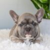 Image of Indigo, a French Bulldog puppy