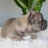 Image of Indigo, a French Bulldog puppy