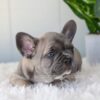 Image of Indigo, a French Bulldog puppy