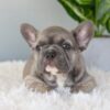 Image of Indigo, a French Bulldog puppy