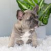 Image of Indigo, a French Bulldog puppy