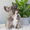 Image of Indigo, a French Bulldog puppy