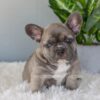 Image of Indigo, a French Bulldog puppy