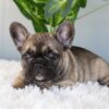 Image of Inky, a French Bulldog puppy