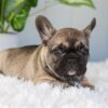 Image of Inky, a French Bulldog puppy