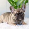 Image of Inky, a French Bulldog puppy