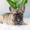 Image of Inky, a French Bulldog puppy