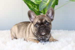 Image of Inky, a French Bulldog puppy