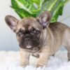 Image of Inky, a French Bulldog puppy