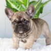 Image of Inky, a French Bulldog puppy