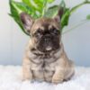 Image of Inky, a French Bulldog puppy