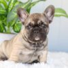 Image of Inky, a French Bulldog puppy