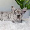 Image of Iris, a French Bulldog puppy