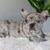 Image of Iris, a French Bulldog puppy