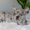 Image of Iris, a French Bulldog puppy