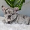 Image of Iris, a French Bulldog puppy