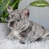 Image of Iris, a French Bulldog puppy