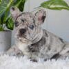 Image of Iris, a French Bulldog puppy