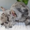 Image of Iris, a French Bulldog puppy