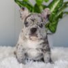 Image of Iris, a French Bulldog puppy