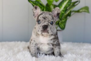 Image of Iris, a French Bulldog puppy