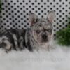 Image of Oakley, a French Bulldog puppy