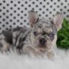 Image of Oakley, a French Bulldog puppy