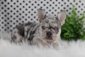 Image of Oakley, a French Bulldog puppy