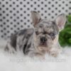 Image of Oakley, a French Bulldog puppy