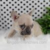 Image of Oatmeal, a French Bulldog puppy