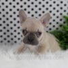 Image of Oatmeal, a French Bulldog puppy