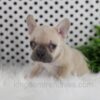 Image of Oatmeal, a French Bulldog puppy