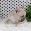 Image of Oatmeal, a French Bulldog puppy