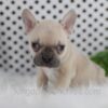 Image of Oatmeal, a French Bulldog puppy