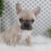 Image of Oatmeal, a French Bulldog puppy