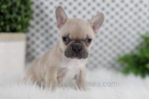 Image of Oatmeal, a French Bulldog puppy