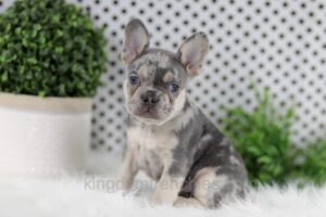 Image of Oliver, a French Bulldog puppy