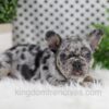 Image of Ozzy, a French Bulldog puppy