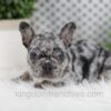 Image of Ozzy, a French Bulldog puppy