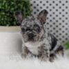 Image of Ozzy, a French Bulldog puppy