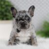 Image of Ozzy, a French Bulldog puppy