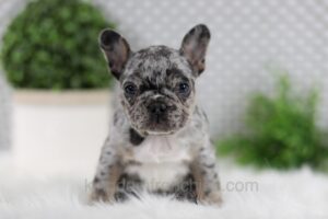 Image of Ozzy, a French Bulldog puppy