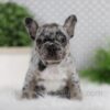 Image of Ozzy, a French Bulldog puppy